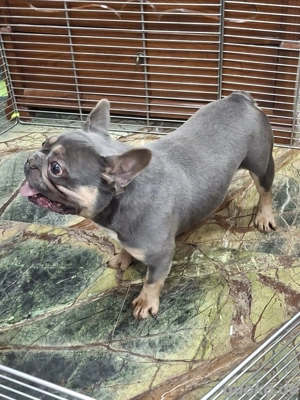 Brendon sucht sein Zuhauase Bild 3