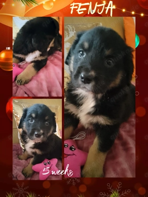 Tolle Golden Aussie Welpen mit Papieren (Ahnenpass)