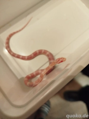 Kornnattern NZ 25 abzugeben 