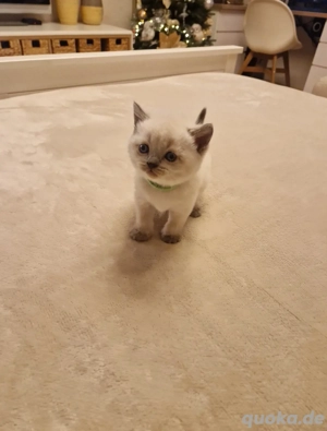 BKH Britisch kurzhaar 