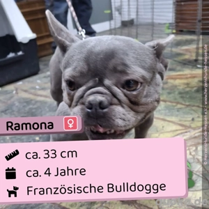 Ramona sucht ein Zuhause