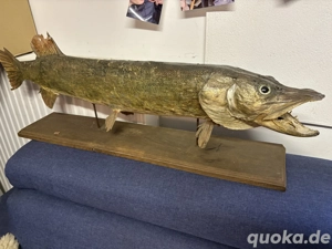 Fisch Präparat Jagd Trophäe Hecht auf Ständer 