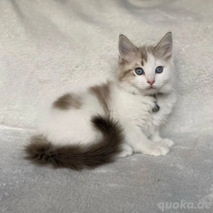 Männliche Ragdoll-Kätzchen