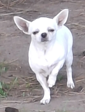 Uriel sucht ein Zuhause