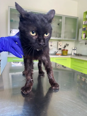 Milo sucht einen Gnadenplatz