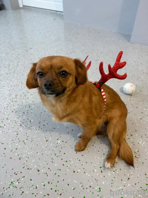 Kleine Maus sucht ihr Glück 