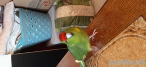 Verkaufe Kakariki Babys,aus Hobbyzucht.