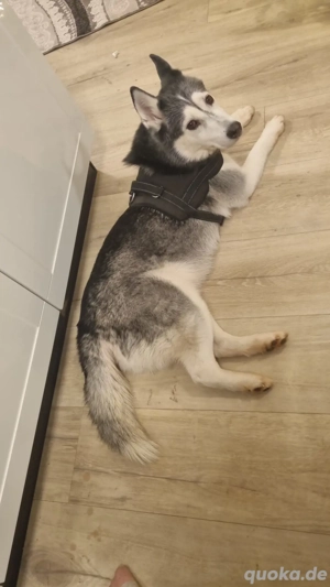 Husky Hündin ( 6 Jahre ) 