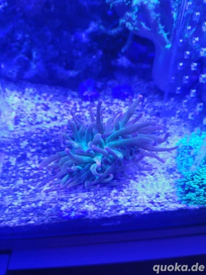 Kleine rot grüne Anemone zu verkaufen.