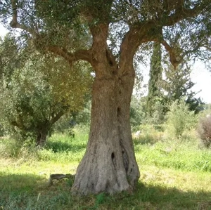 Sinnliche Berührungen, Ganzkörpermassagen, Lingam Massagen, privat 