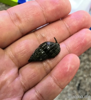 Schnecke Nassarius Meerwasser salzwasser Sandschnecke ca.2,5cm Bild 2