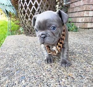 Wunderbar süße französische Bulldoggen Welpen Bild 3