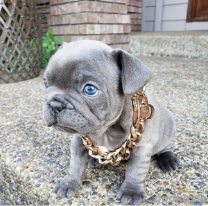 Wunderbar süße französische Bulldoggen Welpen Bild 2