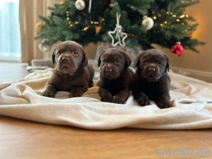 Braune Labrador welpen 