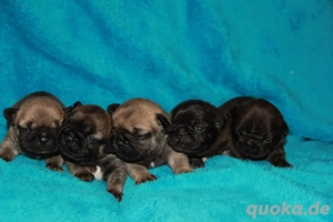 Französische Bulldoggen Welpen mit viel Liebe aufgezogen
