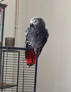 Graupapagei (Hahn) sucht neues Zuhause