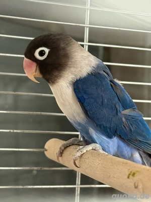 Agarponiden , Schwarzköpfchen 