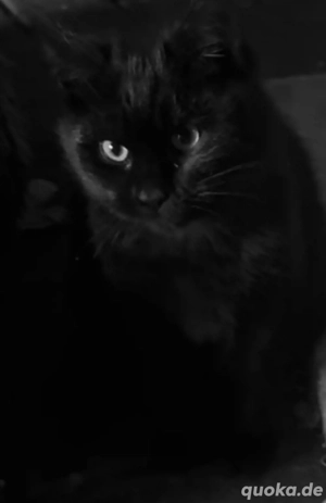 babykitten suchen ein neues zuhause