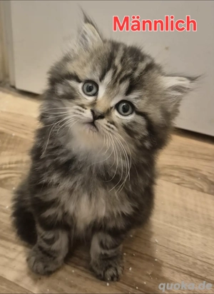 Süße Perser-Babys suchen ein neues Zuhause!   