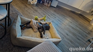 Französische Bulldogge 5 Monate Rüde