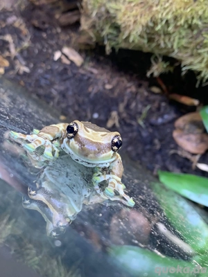 Baumhöhlen-krötenlaubfrösche 