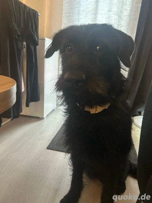 aktive Hündin sucht aktives Zuhause