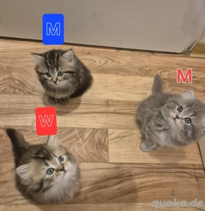 Süße Perser-Babys suchen ein neues Zuhause!   