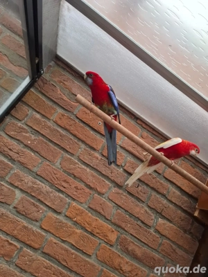 2 Rosela rubin zum Verkaufen 