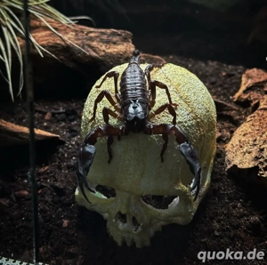 Skorpion Suche 