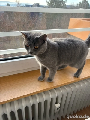 BKH Kater   6 Monate   grau (blau)   vollständig geimpft + Zubehör