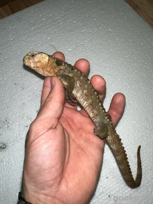 Krokodilschwanzhöckerechsen zu verkaufen 