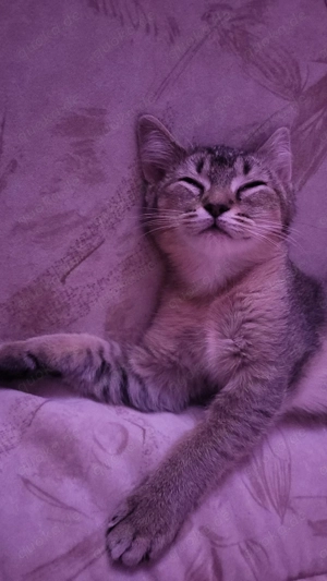 Bkh reinrassig babykitten 