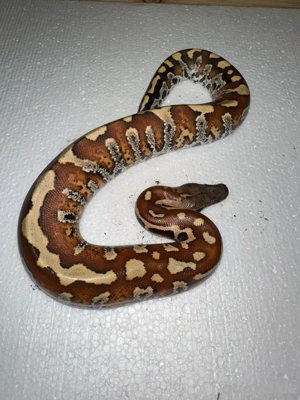 Blutpython von 2023 abzugeben