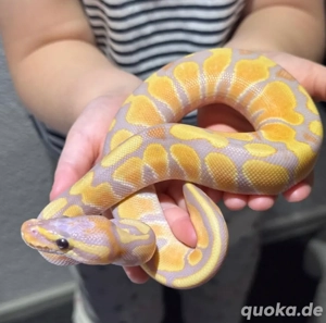 Königspython Hobbyaufgabe