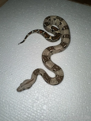 Boa constrictor Mix zu verkaufen 