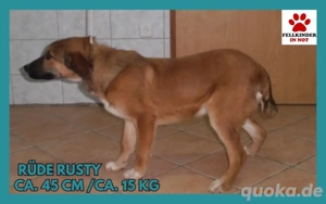 Junghund Mischling Rüde Rusty sucht ein Zuhause oder Pflegestelle