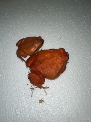1.1 Tomatenfrosch zu verkaufen 