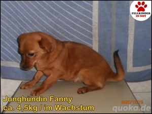 süße junge kleine Mischlings-Hündin Fanny sucht ein Zuhause