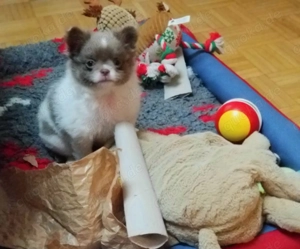  Pomchis   Pomeranian x Chihuahua  Welpen  in außergewöhnlichen Farben 