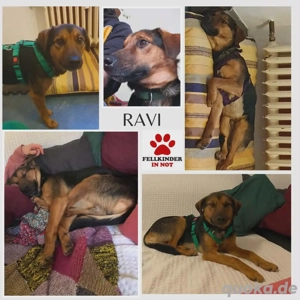 Ravi Traumhund Mischling Rüde Junghund unkompliziert sucht Zuhause für immer
