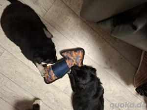 verkaufe Mischlinge 2 noch 