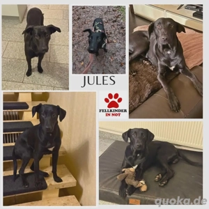 Jules Traumhund Mischling Rüde Junghund sucht Zuhause für immer