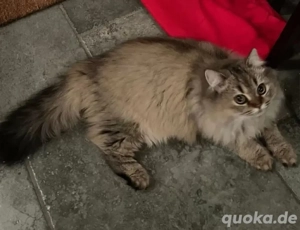 Wunderhübsche BLH Prinzessin!