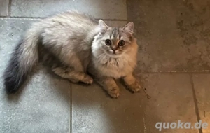 Wunderhübsche BLH Prinzessin!