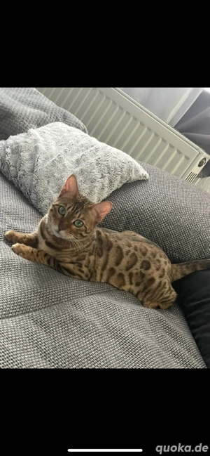  Bengal Prinzessin sucht liebevolles Zuhause  