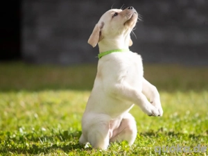 Wunderschöner 4 Monate alter Labrador Retriever Welpe   Gesund, geimpft