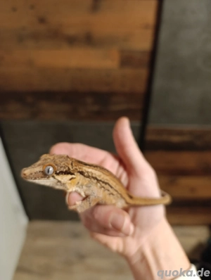 Höckerkopfgecko 0.1