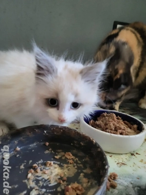 Ragdoll-Mixe suchen neuen Wirkzngskreis