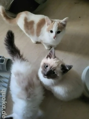 Ragdoll-Mixe suchen neuen Wirkzngskreis