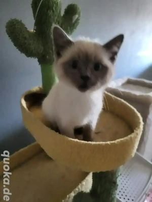 Ragdoll-Mixe suchen neuen Wirkzngskreis